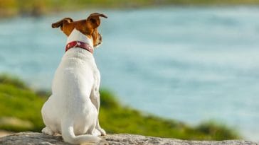 ocean dog names for naming a pup