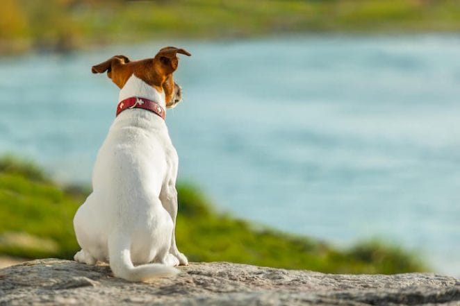 ocean dog names for naming a pup