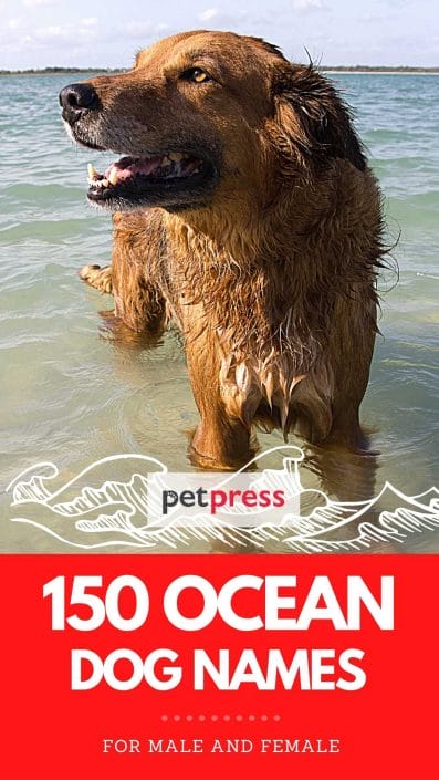 150 Ocean Dog Names - Ocean Related Dog Names For Male & Female