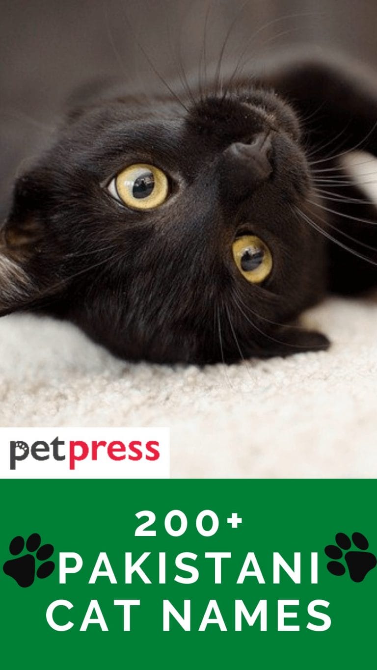 200 Best Pakistani Cat Names With Meanings For Your Cute Cats 200-best-pakistani-cat-names-with-meanings-for-your-cute-cats