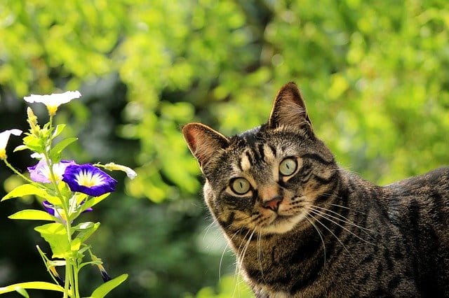 plant-unisex-cat