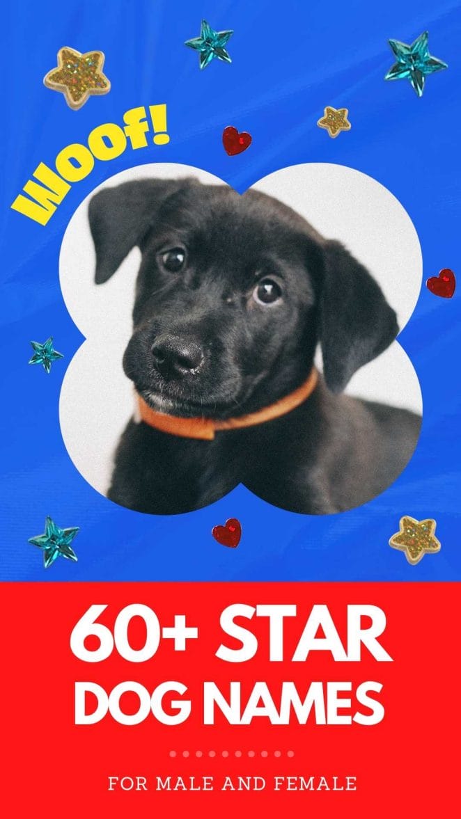 star dog names for naming a dog