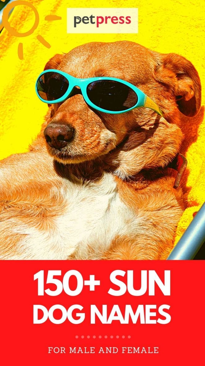 sun dog names for naming a dog
