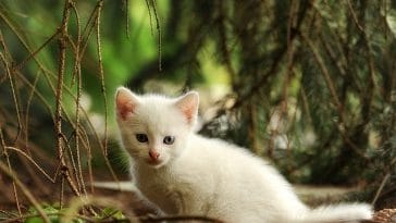 swahili-female-cat-names