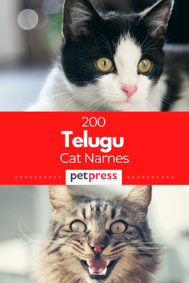 telugu-cat-names