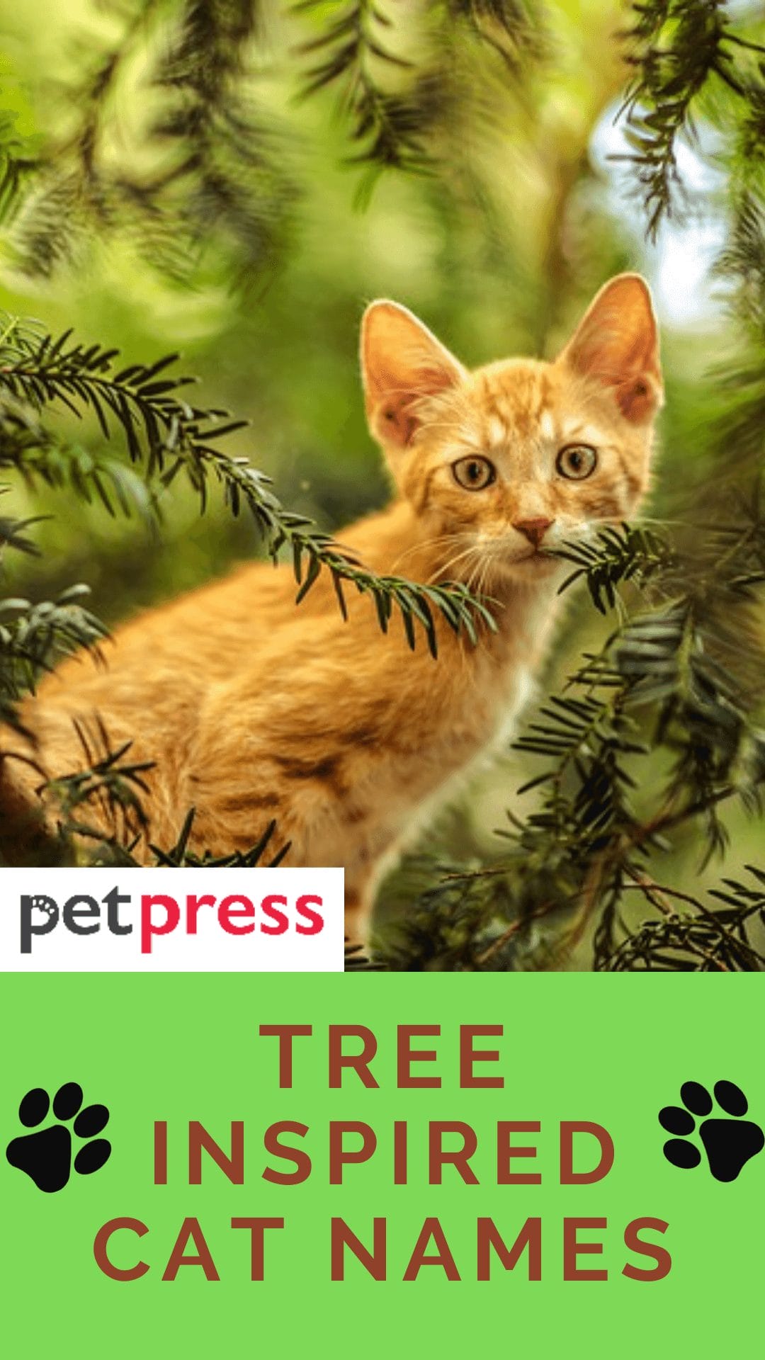 190+ Tree Inspired Cat Names Unique Cat Name Ideas With Meanings