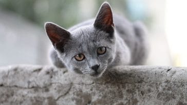 unisex-bengali-cat-names