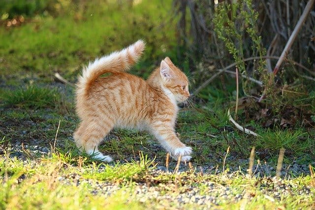 unisex-pakistani-cat-names