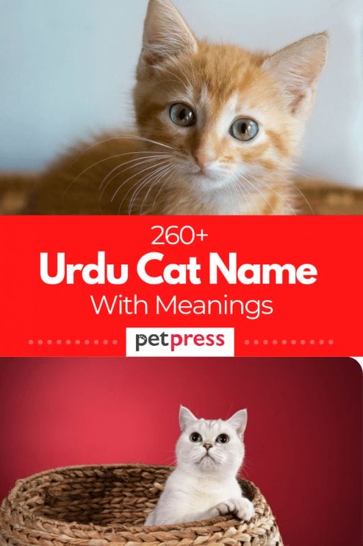 260-urdu-cat-names-unique-cat-name-ideas-with-meanings