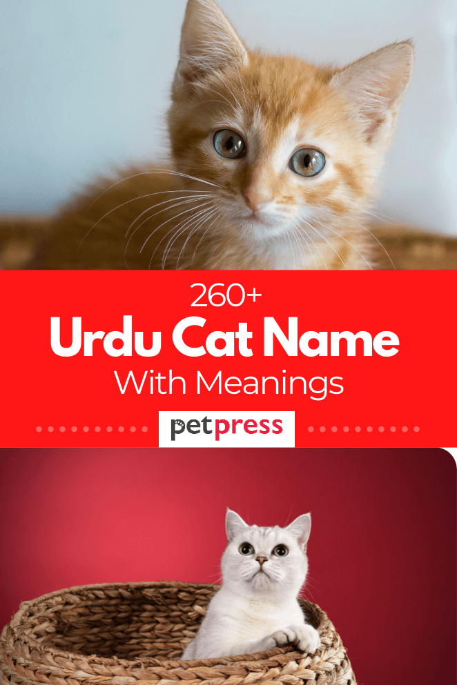 260+ Urdu Cat Names - Unique Cat Name Ideas With Meanings