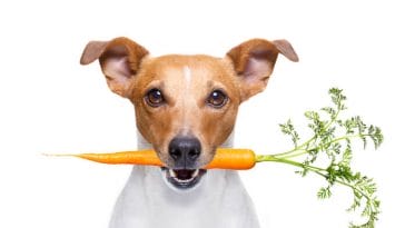 vegan inspired dog names