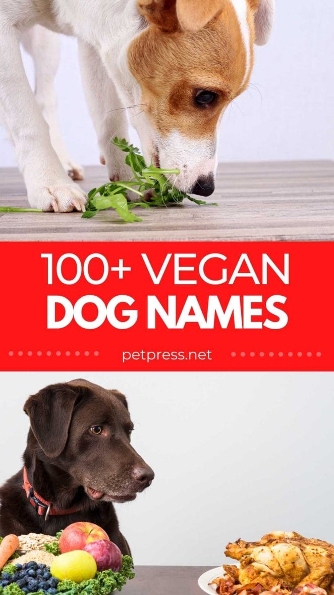 vegan inspired names for a dog