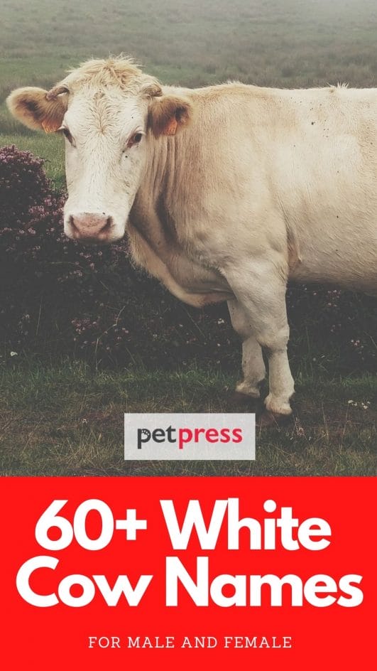 White Cow Names 60+ Best Cow Names For White Cows