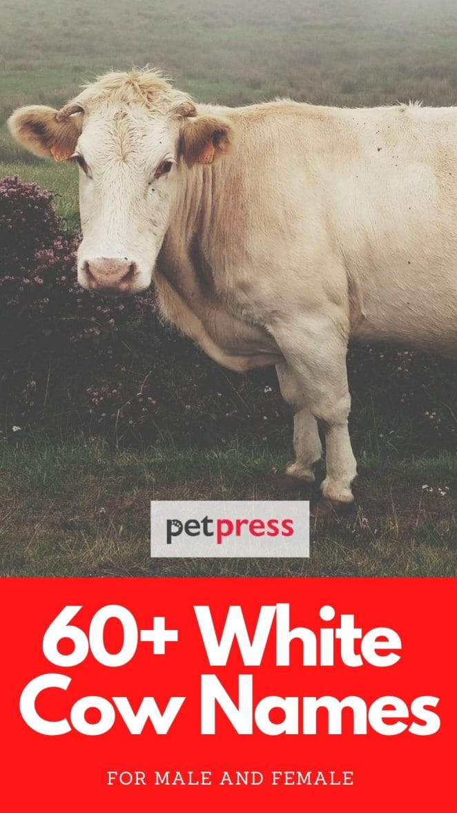 white cow names for naming a cow