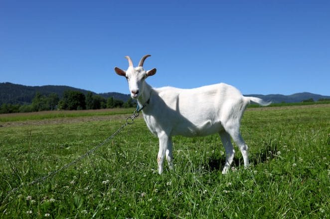 goat names for a white goat