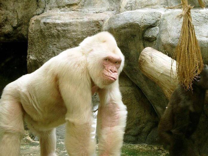 gorilla names for a white gorilla