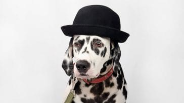 jewish and yiddish dog names