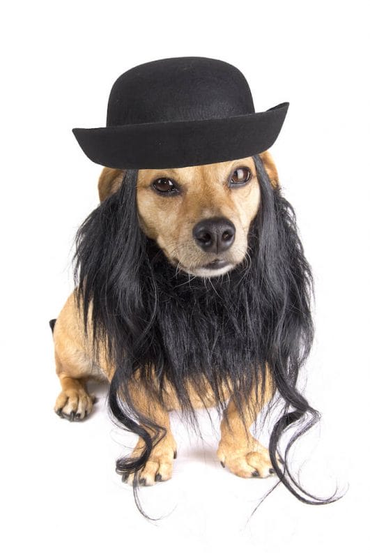 Best 130+ Yiddish Dog Names Yiddish Names With Meanings For Dogs