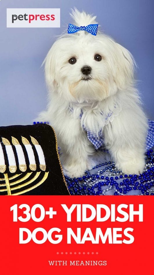 Best 130+ Yiddish Dog Names - Yiddish Names With Meanings For Dogs