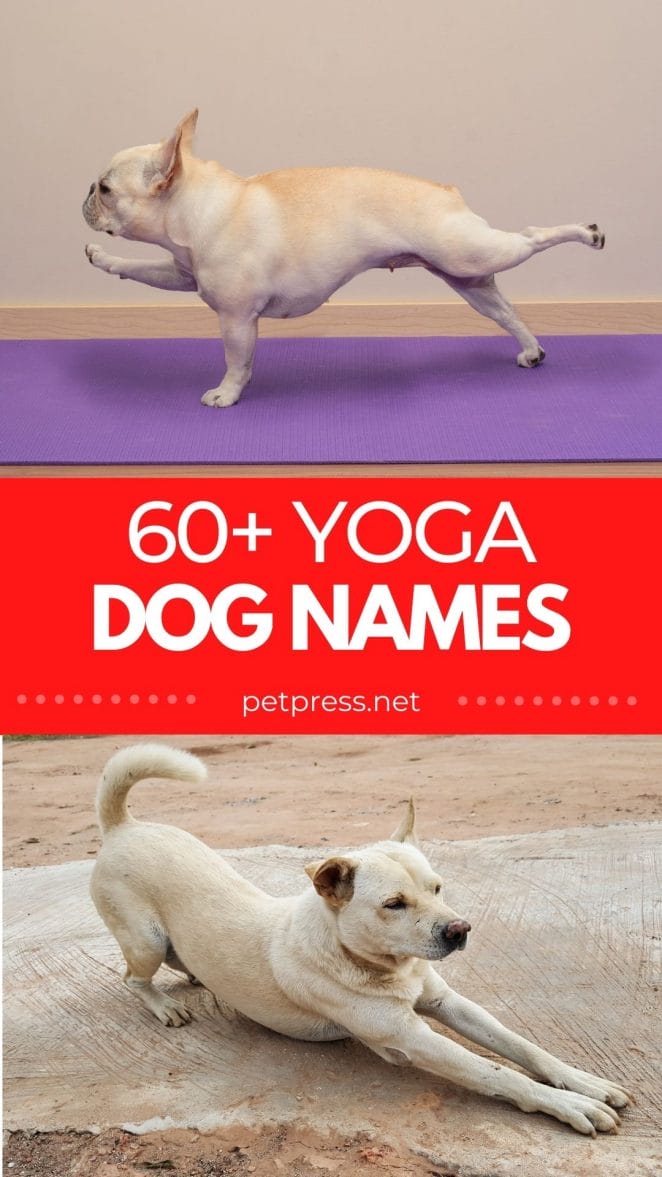 yoga dog names for naming a pup