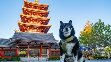 zen dog names for naming your dog 3