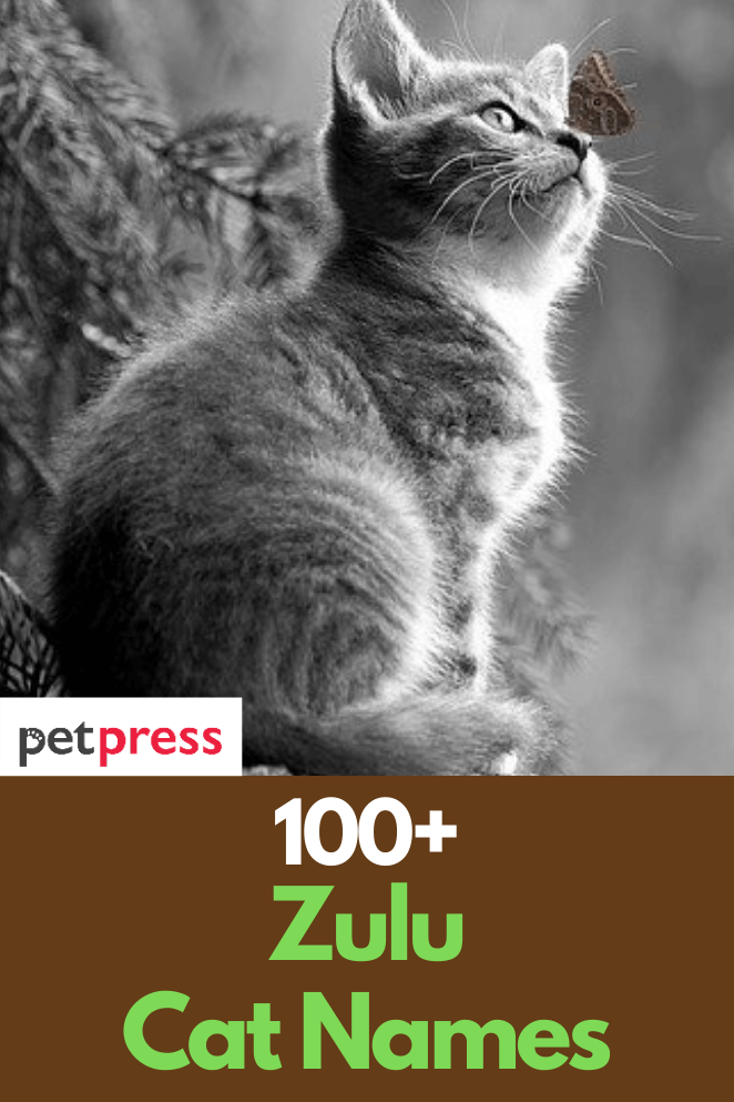 100+ Best And Popular Zulu Cat Names With Meaning For Cats