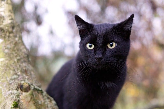 100+ Best And Popular Zulu Cat Names With Meaning For Cats