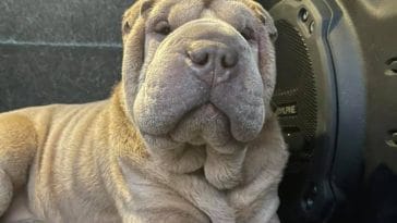 man pays for dog thief drug rehab | petpress