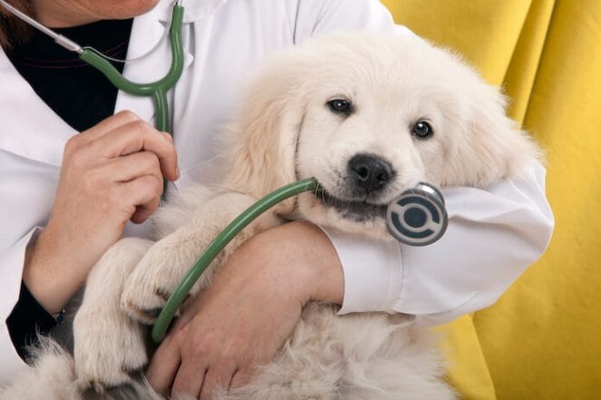 Questions to ask a dog breeder - Did the puppy have regular veterinarian visits?