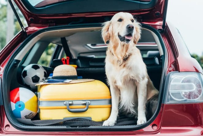 How Can I Travel Between States With My Dog?
