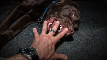 How to Stop Your Dog From Biting