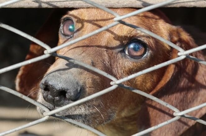 Many puppy mills do not practice humane euthanasia