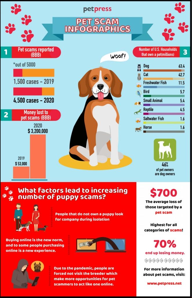 Pet scam stats - infographics