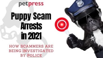 Puppy Scam Arrests in 2021