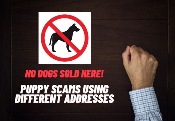 Puppy Scams Using Different Addresses