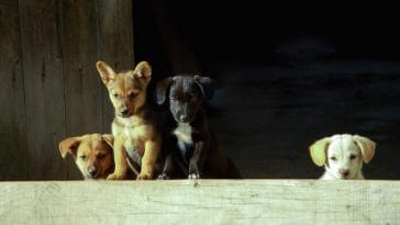 Shocking Facts You Didn't Know About Puppy Mills, 2021