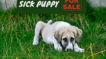 Sick Puppy