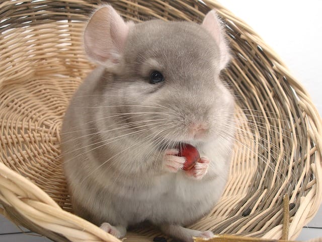 chinchilla