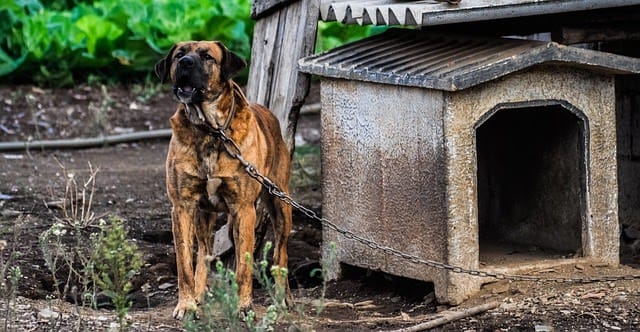 dog-in-puppy-mill