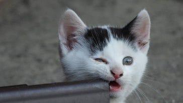 female-filipino-cat-names