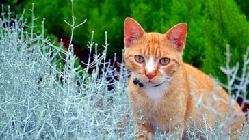 female-herb-cat-names