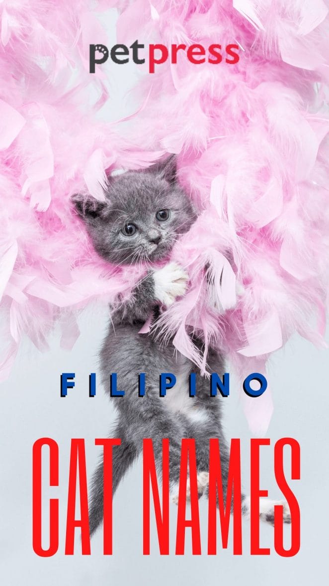 filipino-cat-names
