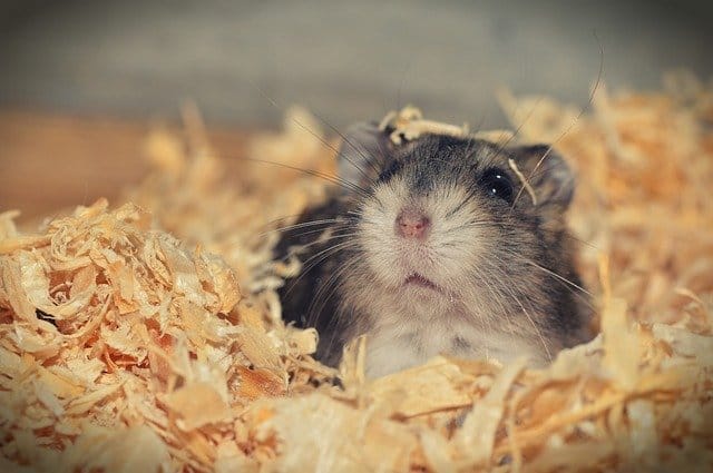 hamster