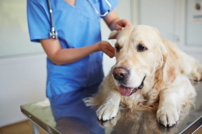 dog health problems