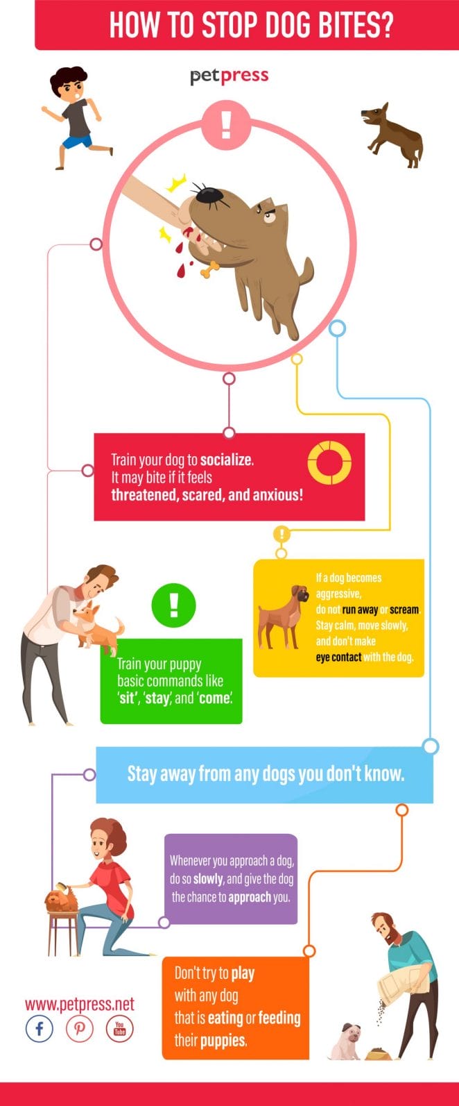 how to stop dog bites - infographics