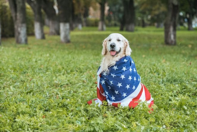 how to travel with dog in the USA