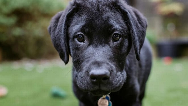 labrador-retriever-milo