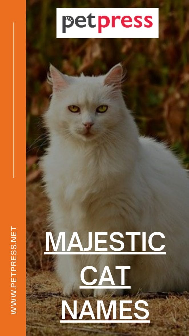 majestic-cat-names