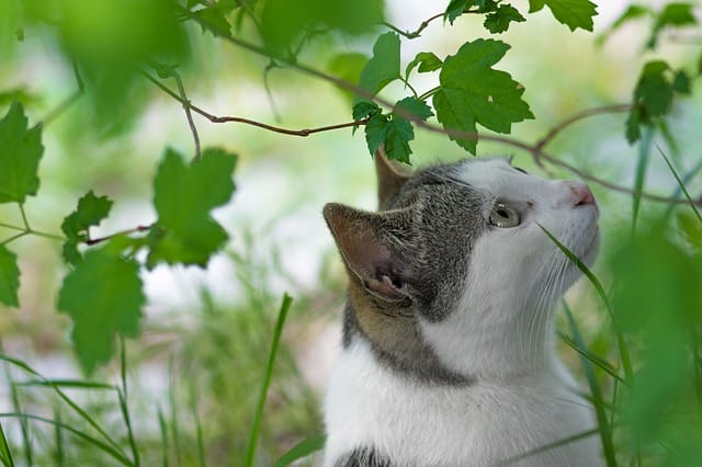 male-herb-cat-names