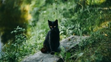 male-majestic-cat-names